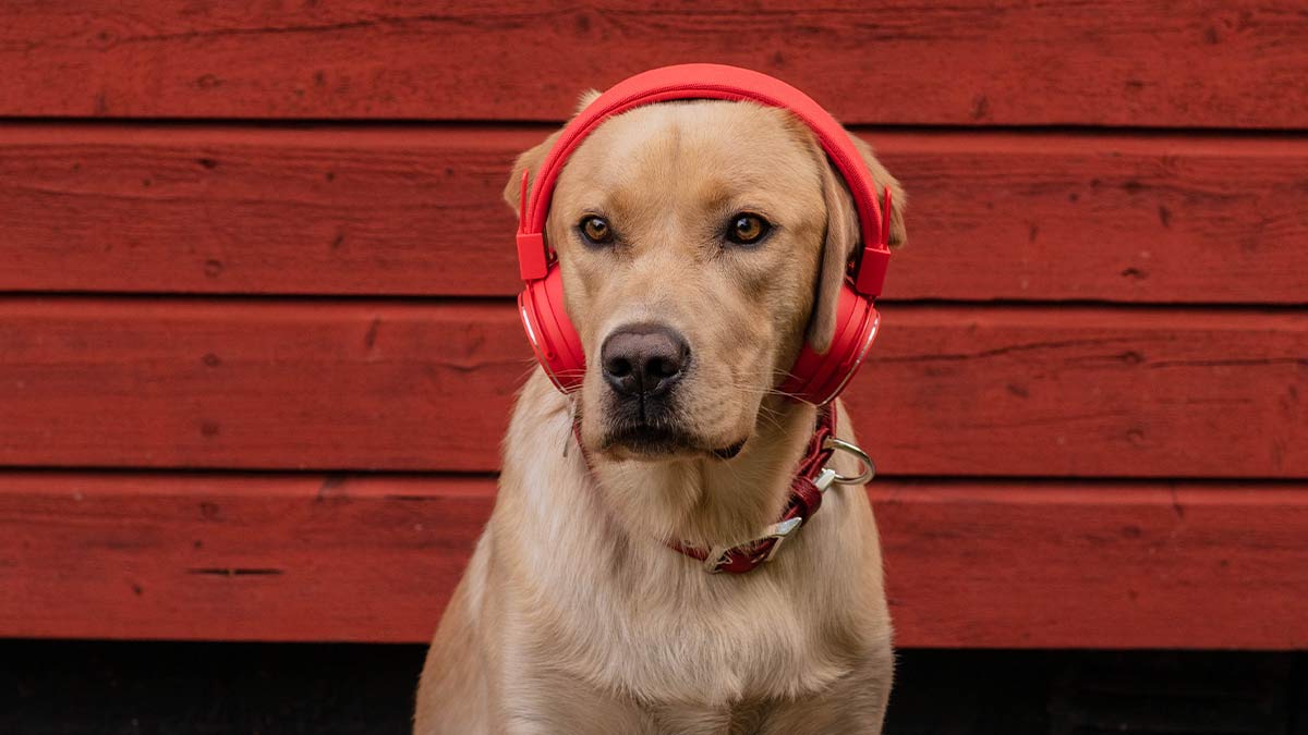 Hund med hörlurar