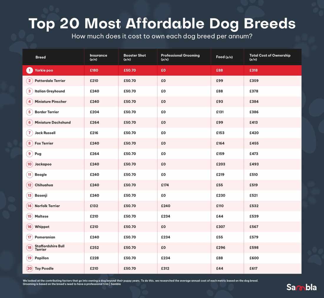 The Most Expensive Dog Breeds of All Time Sambla