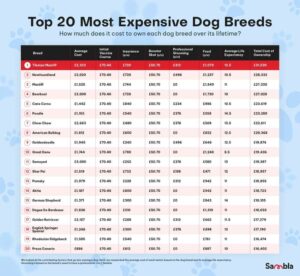 Most cheap clearance dog breeds