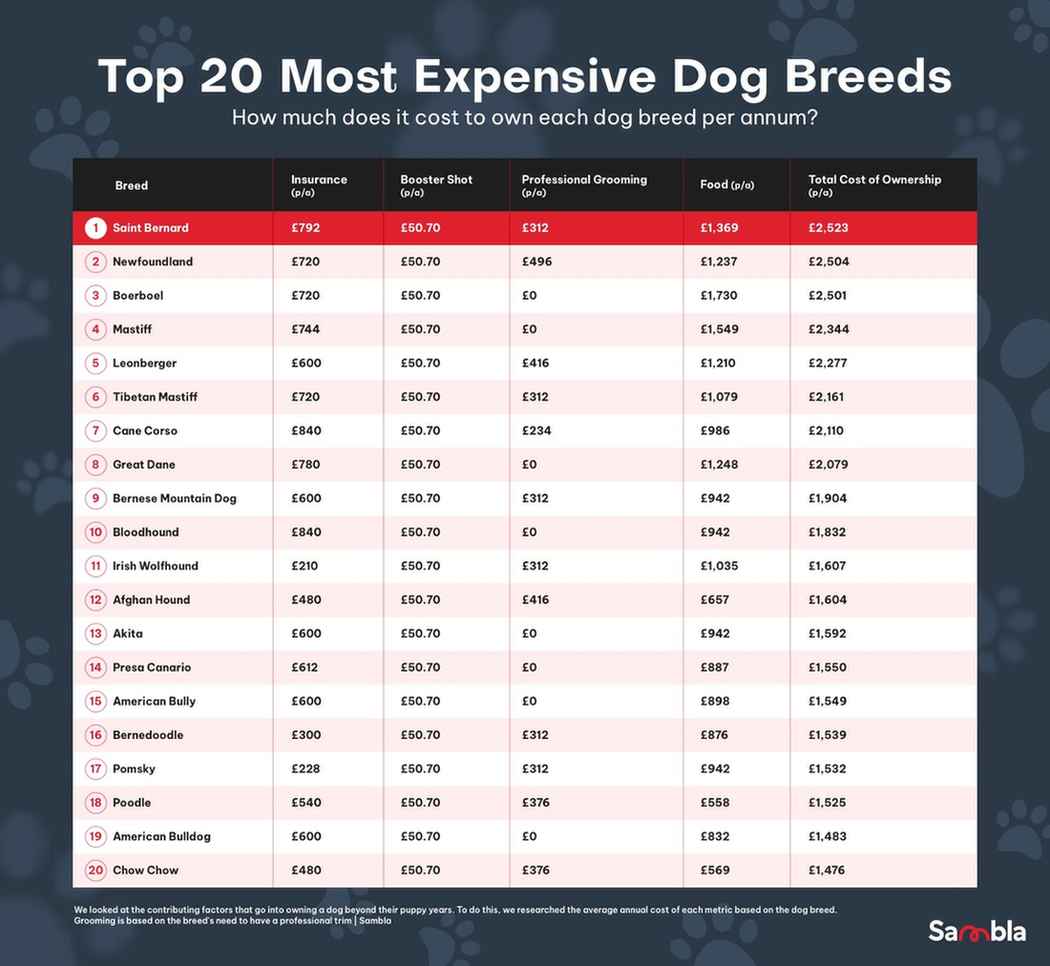 The Most Expensive Dog Breeds of All Time Sambla