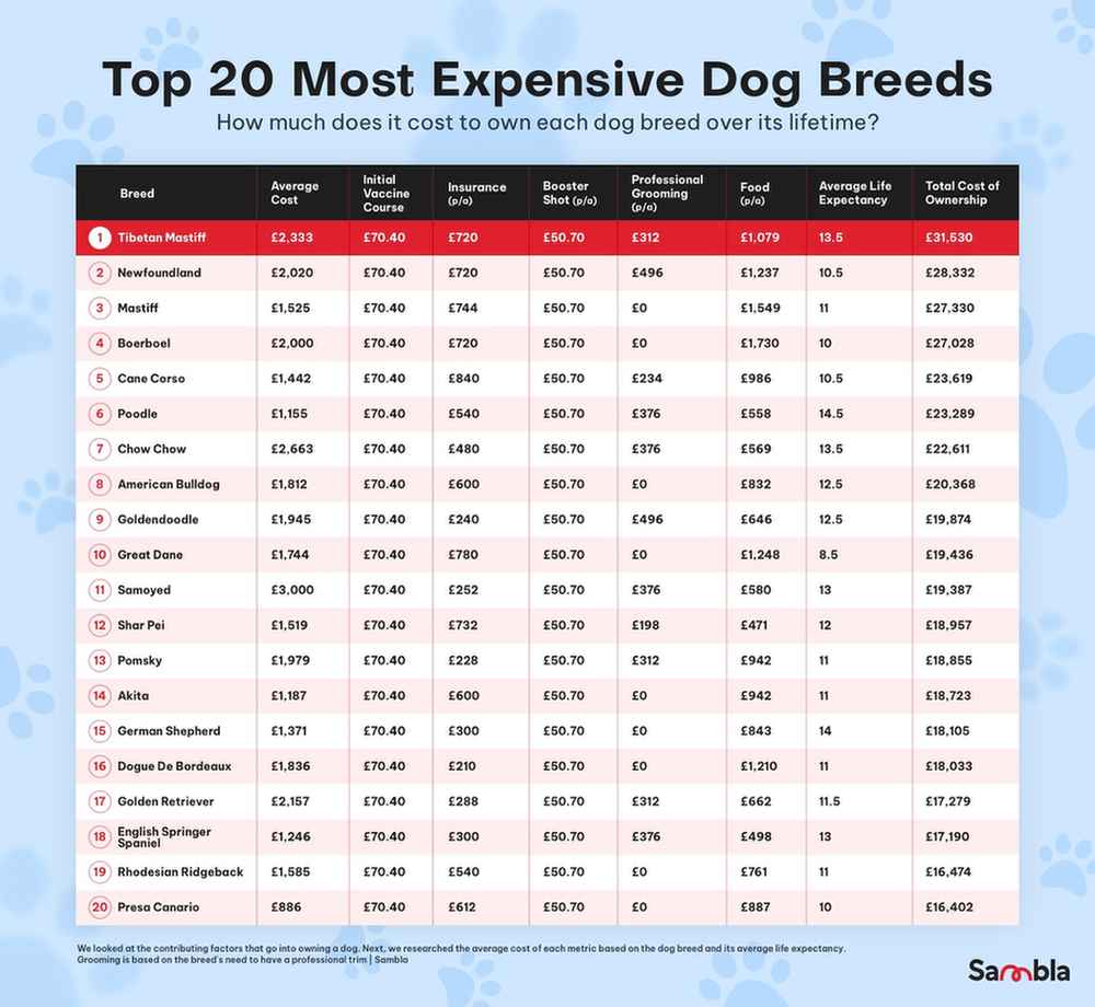 The Most Expensive Dog Breeds of All Time - Sambla